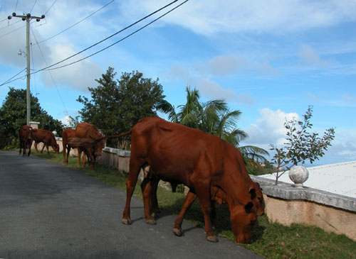 Tortola Cows.jpg