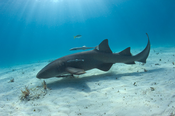 NurseShark.jpg